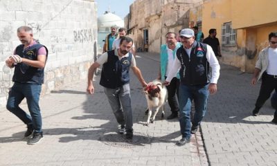 ÖRNEK BELEDİYE BAŞKANI KUŞ,KURBAN KESMEMİŞ ONLARCA AİLEYE KURBAN DAĞITTI