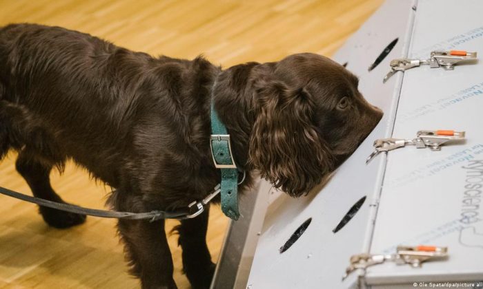 KÖPEKLER KORONA TESTİ YAPACAK!