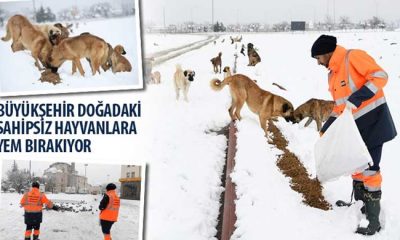 Büyükşehir Doğadaki Sahipsiz Hayvanlara Yem Bırakıyor